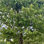 Hrab obyčajný (Carpinus betulus) - výška 400+ cm, obvod kmeňa 40/50 cm, kont. C500L - BALÓN